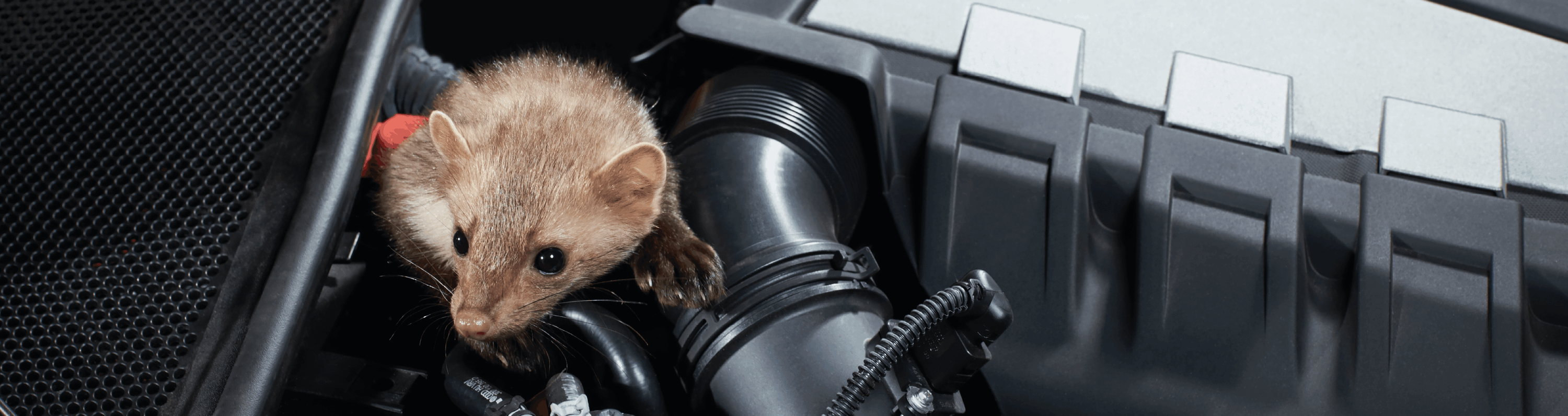 kleinpet, pflege, stofftier, flaeche, fahrzeug