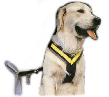 Hundesicherheitsgurt, Hund