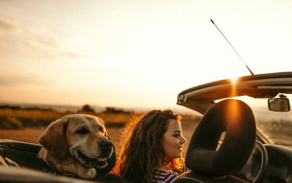 Hunde im Cabrio
