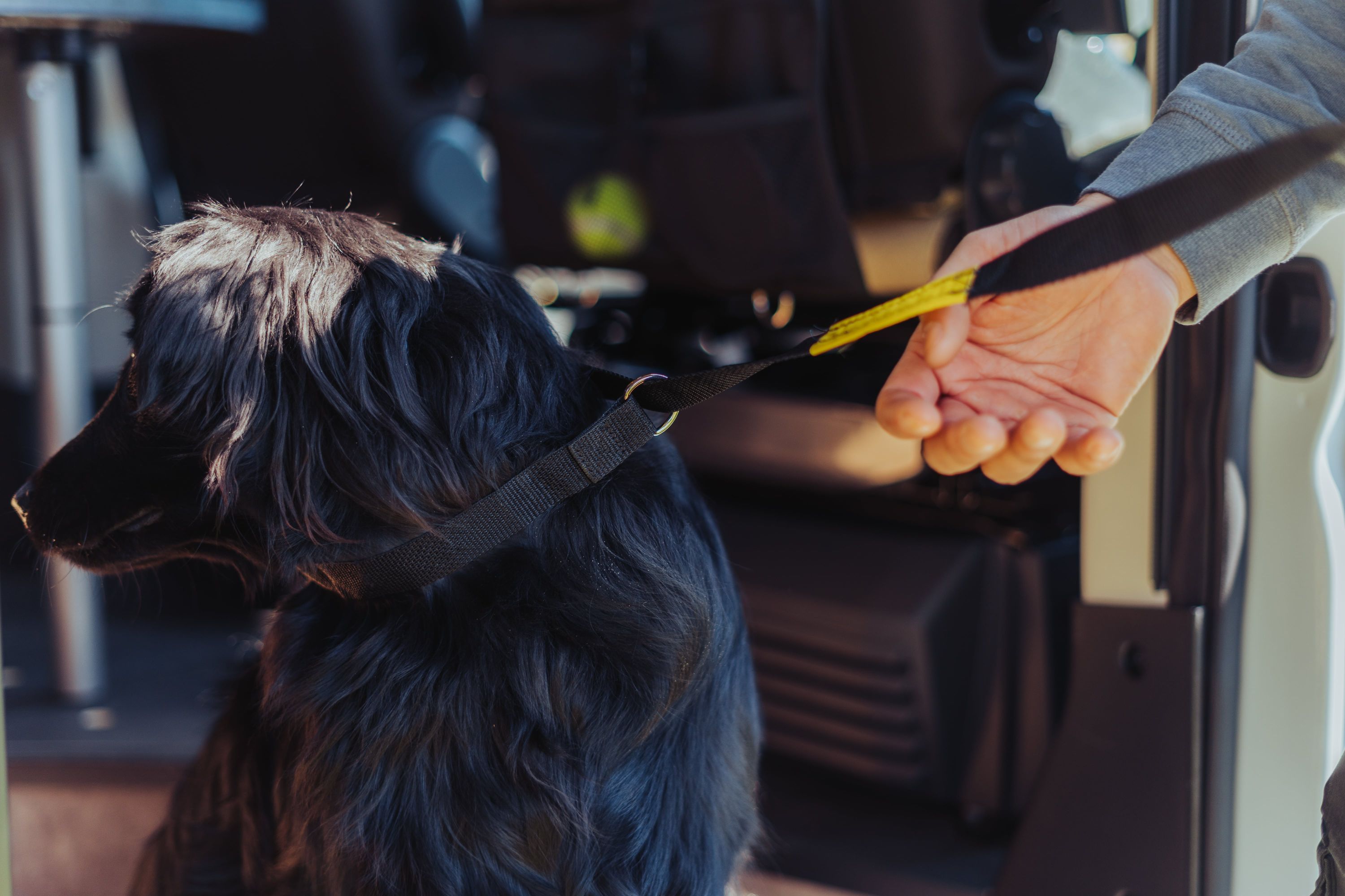 Schwarzer Hund an der Leine