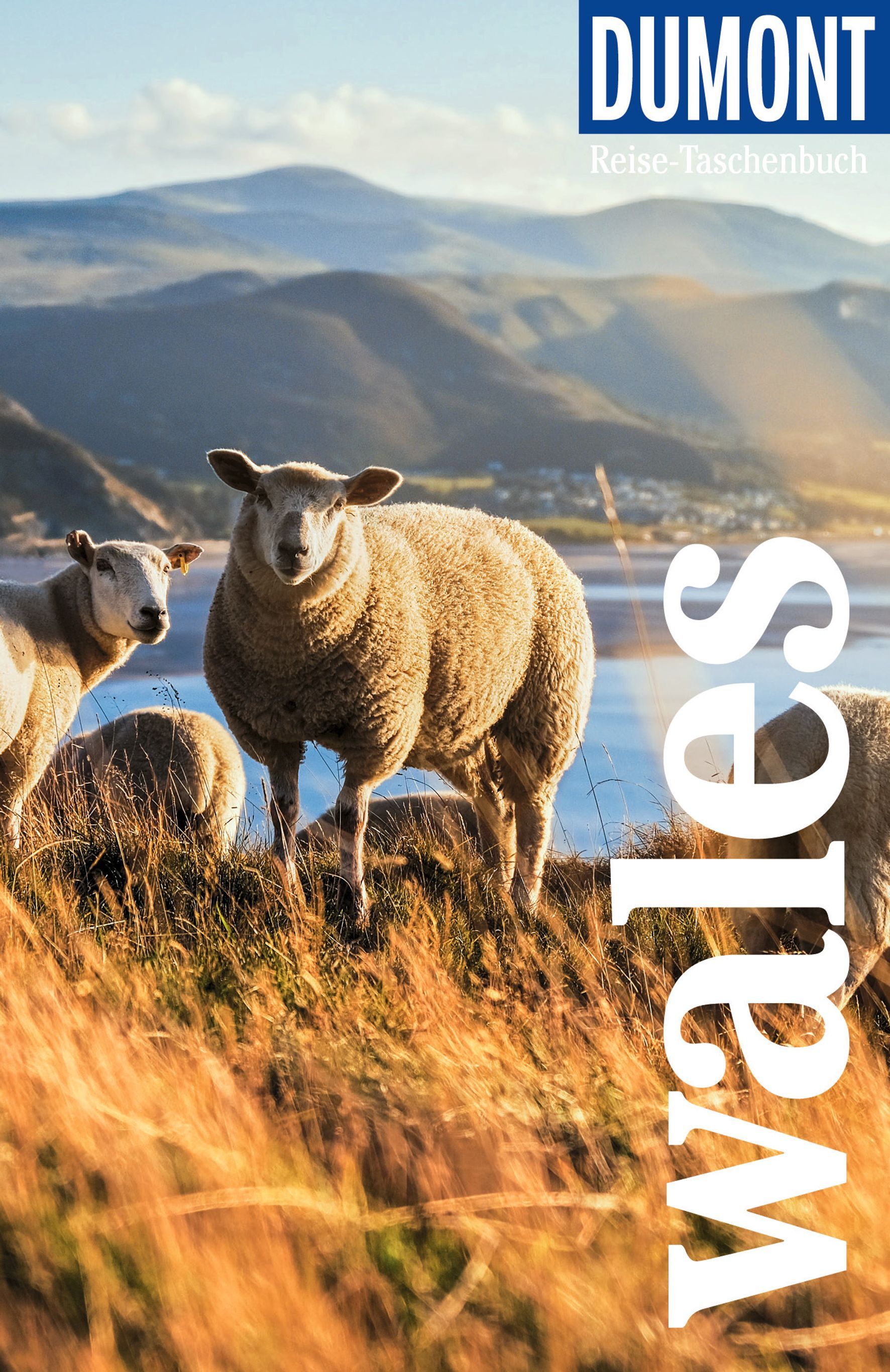 Schaf, Wiese, Landschaft, Herde, Tier