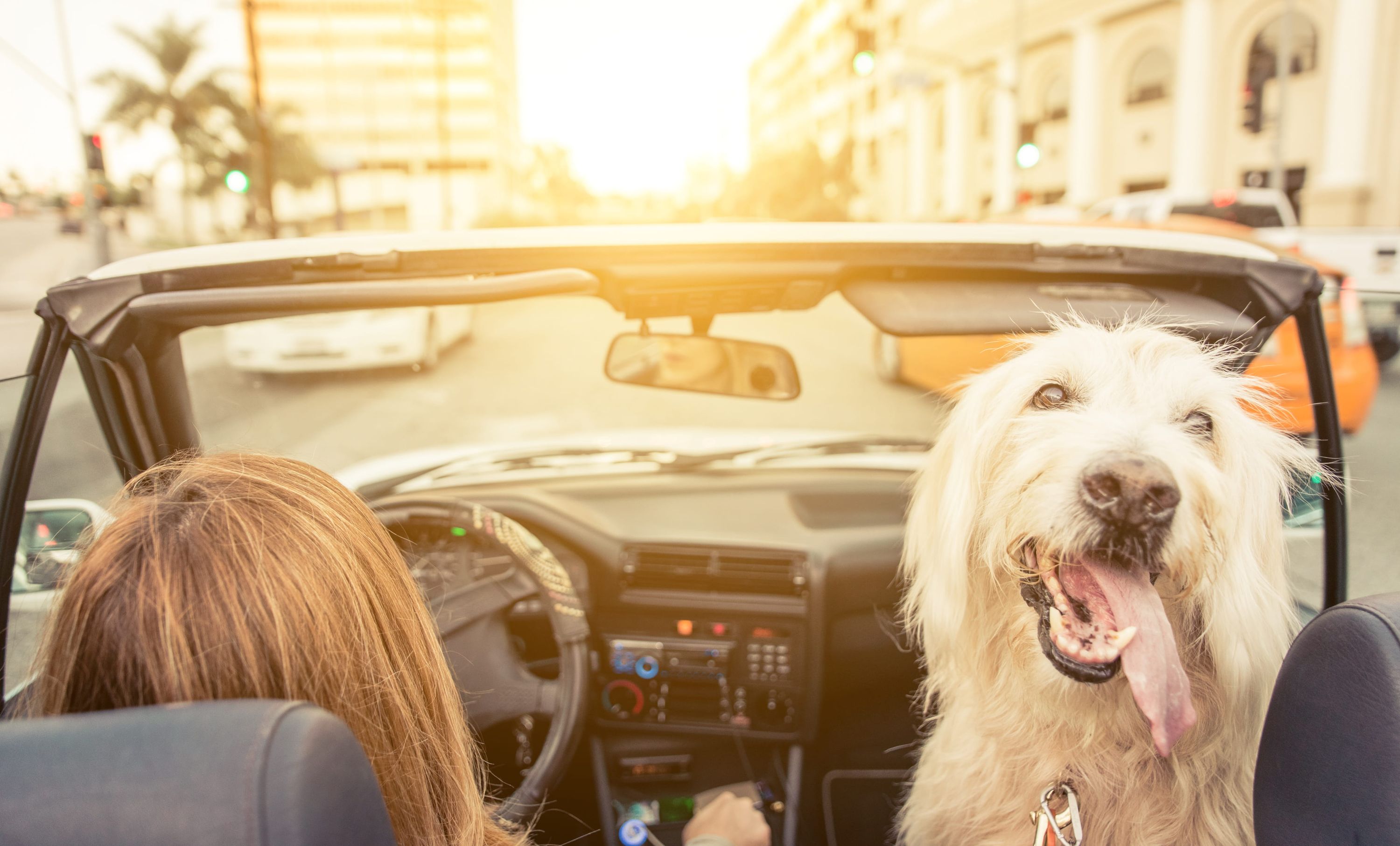 Hund, Hund im Auto, Sitz im Cabrio, Haustier im Auto, Golden Retriever